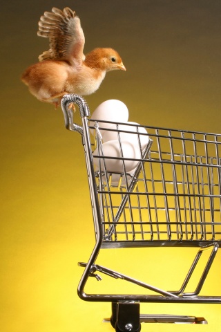 Цыплёнок покупает яйца обои