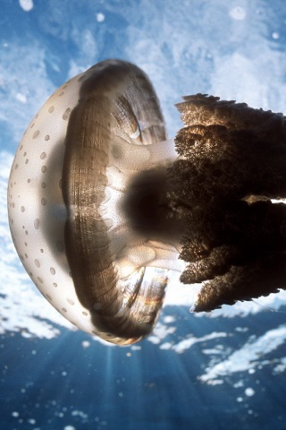 Коричневая медуза обои