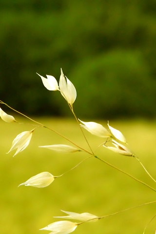 Белые полевые цветочки обои