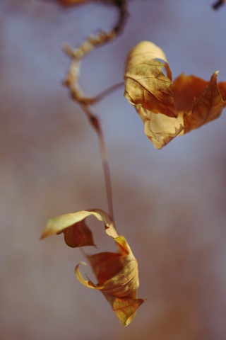 Увядшие листья обои