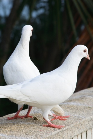Два белых голубя обои