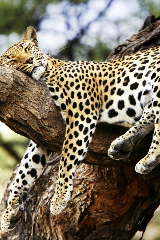Спящий гепард обои