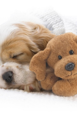 Собака спит с игрушкой обои