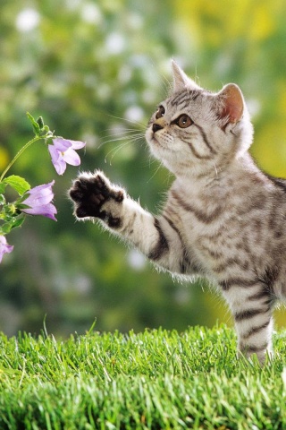 Котенок играет с цветами обои