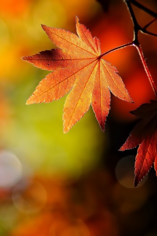 Осенние листья обои