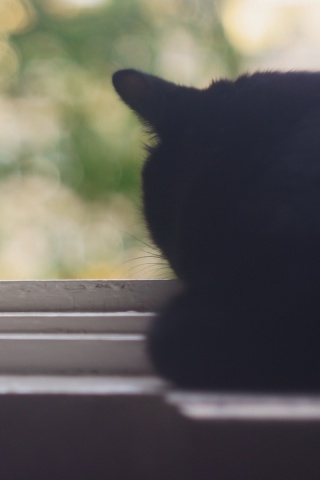 Дремлющий на окне черный кот обои