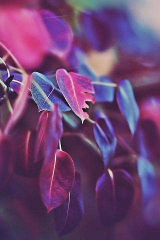 Фиолетовые листья обои