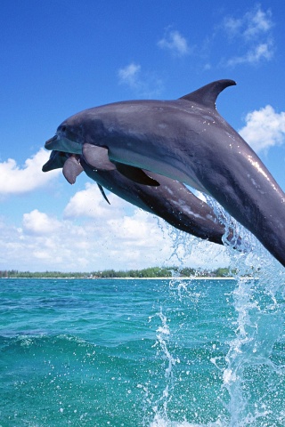 Дельфины обои