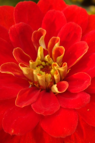 Красный цветок обои