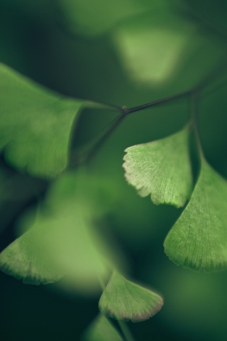 Дикие зеленые листья обои