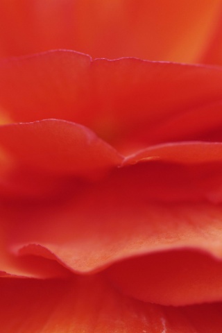 Лепестки красного цветка обои