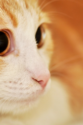 Кот с большими глазами обои