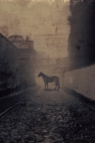 Лошадь в тумане обои