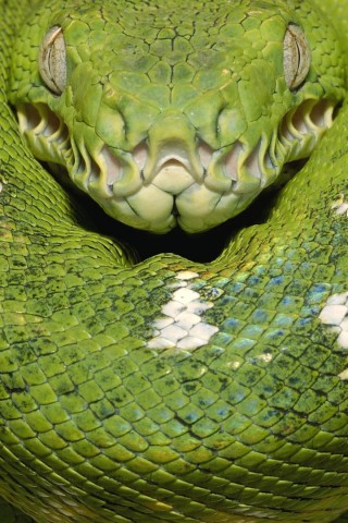 Зеленая змея обои