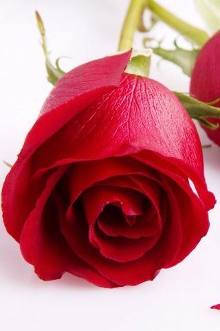 Две красные розы обои