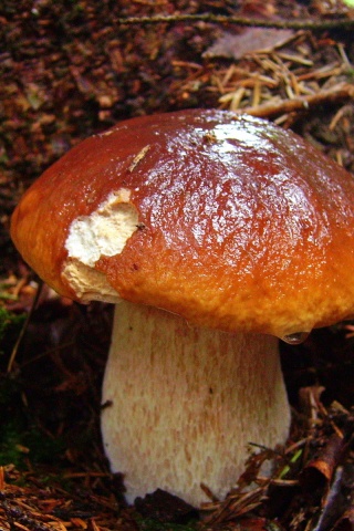 Белый гриб обои