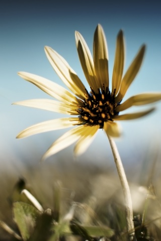 Летний цветок на солнце обои