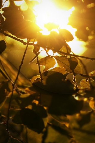 Солнце пробивается сквозь листву обои