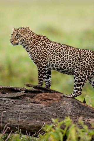 Леопард на природе обои