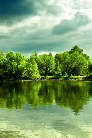 Деревья на берегу озера обои