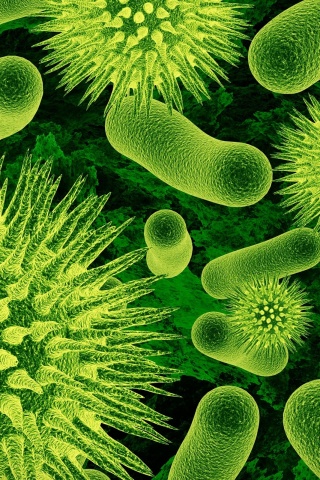 Бактерии обои
