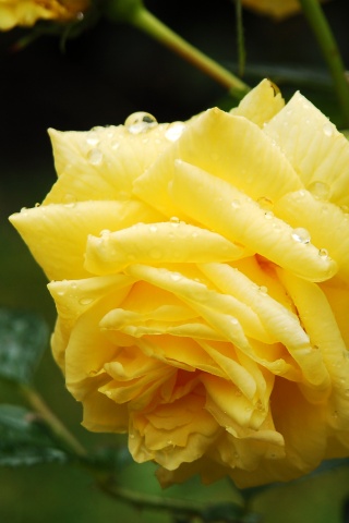 Желтая роза обои