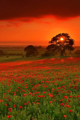 Закат на поле красных цветов обои