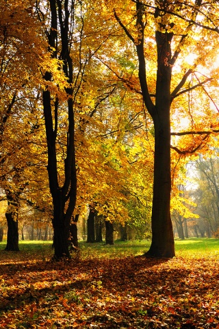 Осенний листопад в парке обои