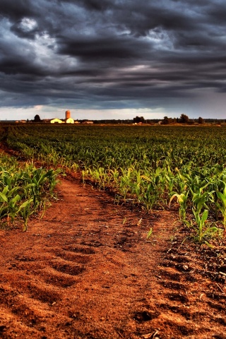 Кукурузное поле у фермы обои