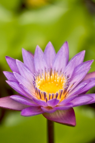 Фиолетовый цветок обои