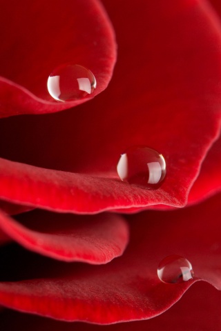 Капли росы на лепестках розы обои