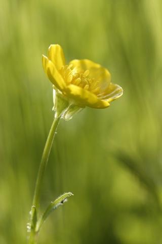 Маленький жёлтый цветочек обои