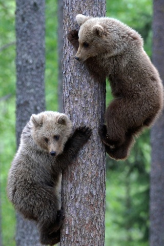 Медвежата обои