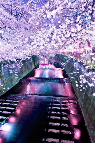 Река и цветение сакуры обои