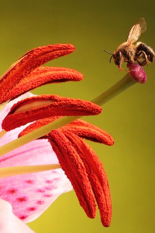 Трудолюбивая пчела на прекрасном цветке обои
