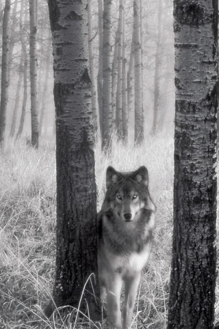 Волк в лесу обои
