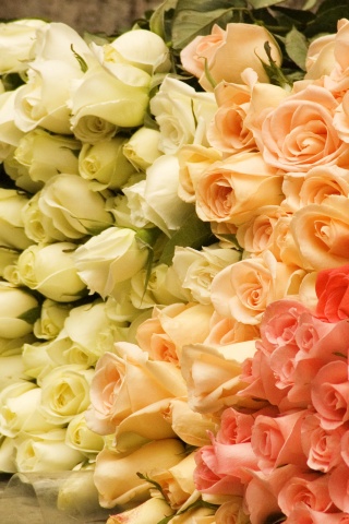 Букеты светлых роз обои