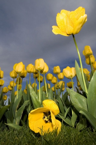 Жёлтые тюльпаны обои