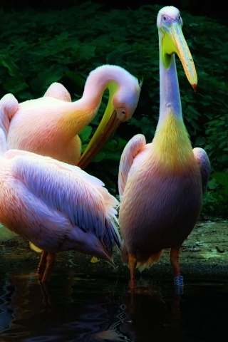 Разноцветные птицы обои