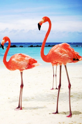 Розовые фламинго на пляже обои