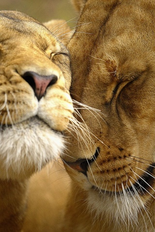 Нежные львы обои