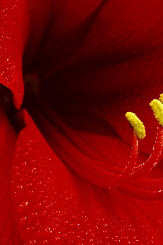 Красная манящая лилия обои