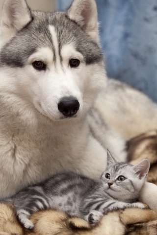 Собака и котенок обои