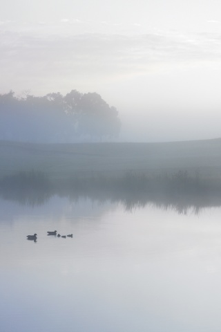 Ducks on a Misty Pond обои