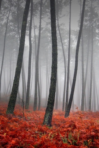 Красно-черный лес обои
