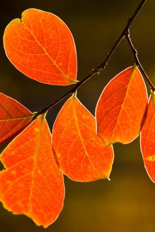 Ветка с оранжевыми листьями обои