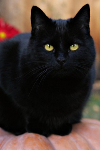 Чёрный кот на тыкве обои