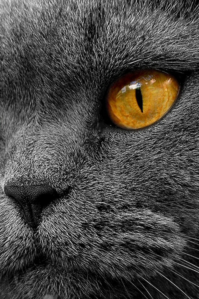 Кот с оранжевыми глазами обои