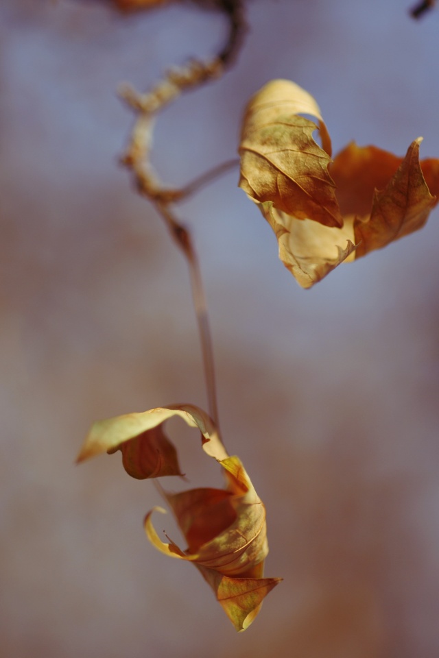 Увядшие листья обои