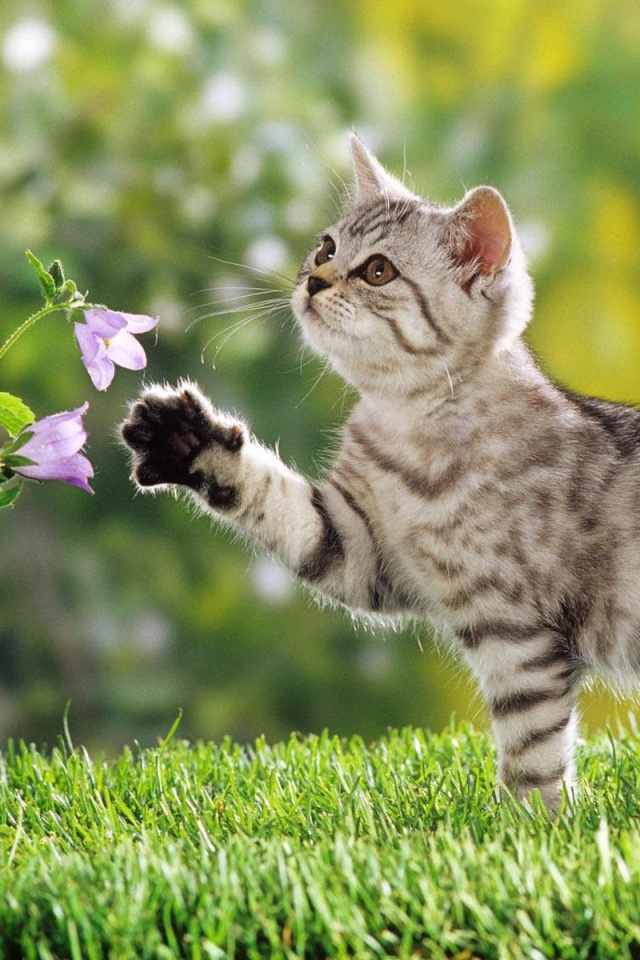 Котенок играет с цветами обои